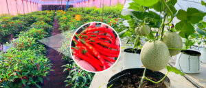 කාළගුණික විපර්යාස මගහරවා වගාවේ ඵලදායීතාවය වැඩි කිරීමට මාර්ගෝපදේශයන් සහිතව DIMO Agritech නව විසඳුම් හඳුන්වා දෙයි