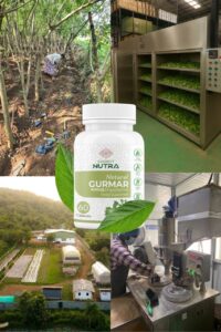 “Masbedda” Gurmar Show Promising Results in Reducing Blood Sugar: Study by Ancient Nutraceuticals in Nalanda